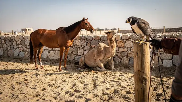 Horses camels falconry