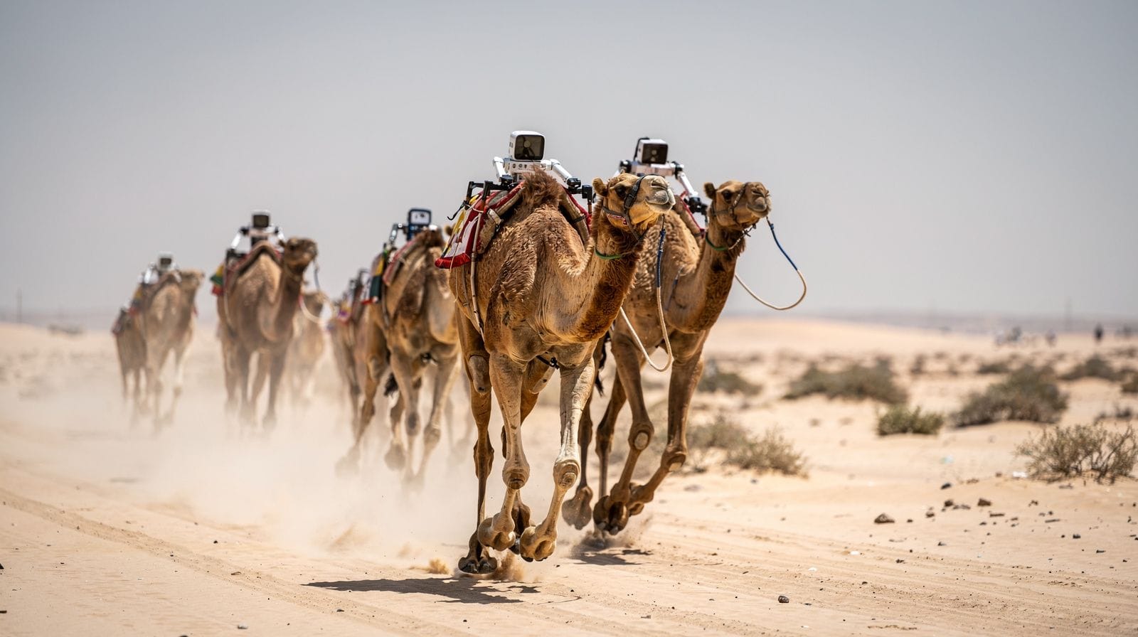 Kamelrennen in Al Shahaniya: Roboterjockeys westlich von Doha