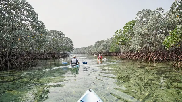 Al Thakira Mangrove Kayaking: The Complete Guide
