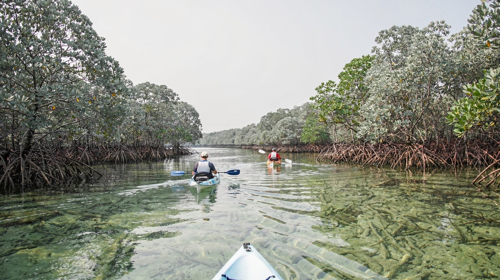 Kayak en los manglares de Al Thakira: la guía completa