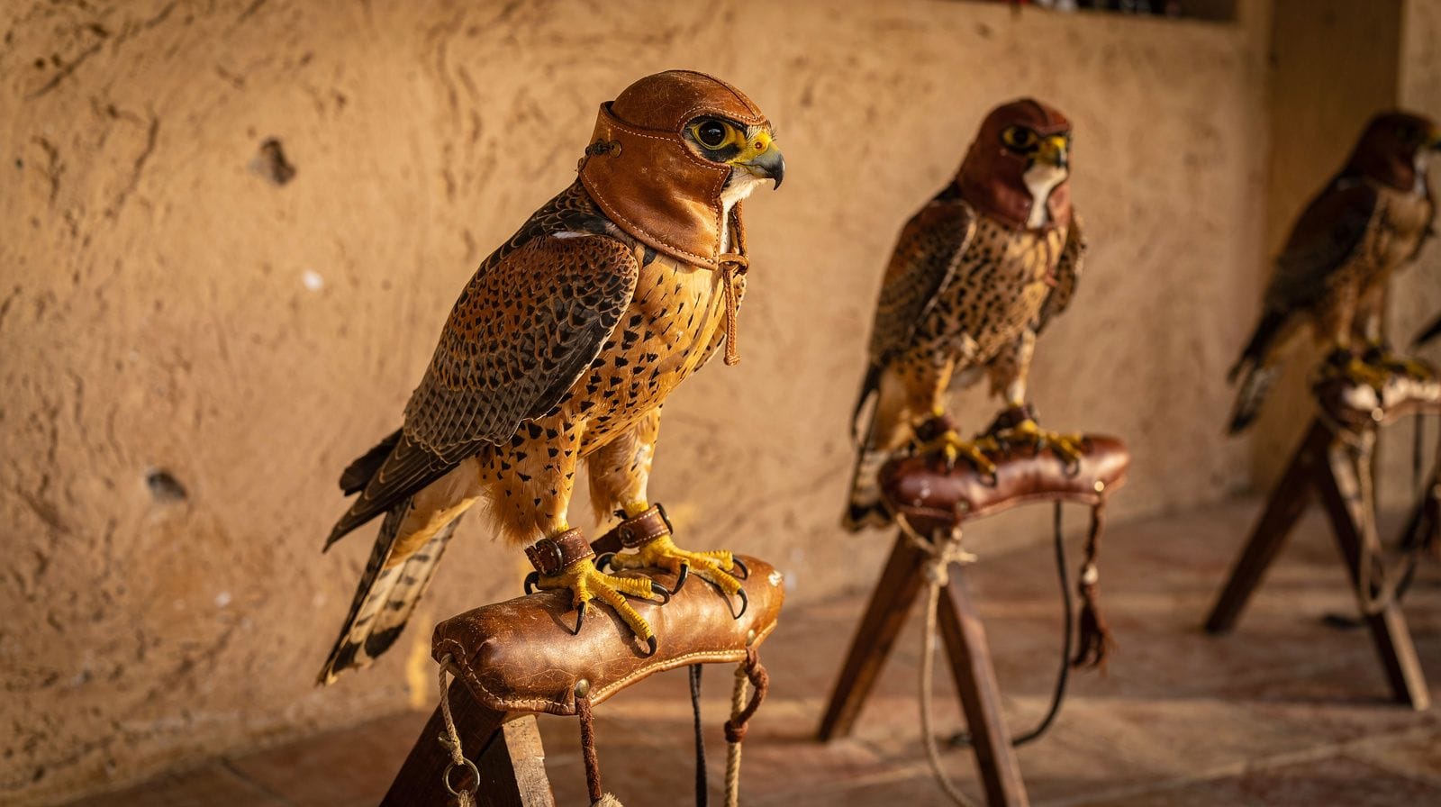 Falcon Souq di Doha: la cultura della falconeria accanto a Souq Waqif