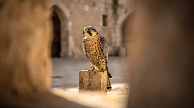 Falconry Experiences in Doha: Shows, Glove Holds and the Falcon Souq