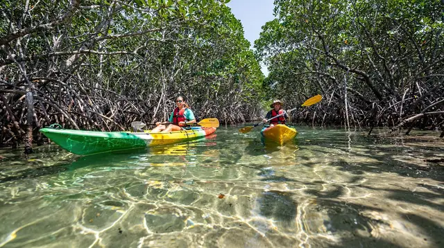 Mangrove Kayaking in Qatar: Tides and Timing Explained