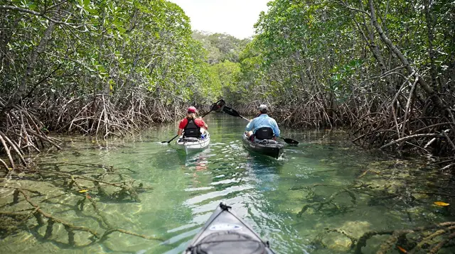 Al Thakira Mangrove Kayaking: The Complete Guide